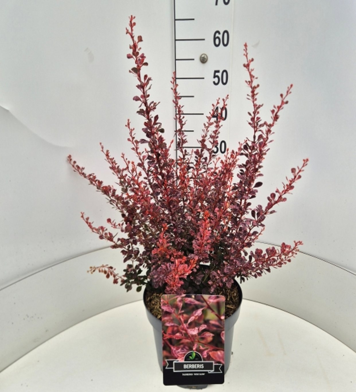 Berberis thun. Rose Glow 65cm 28cm Pot