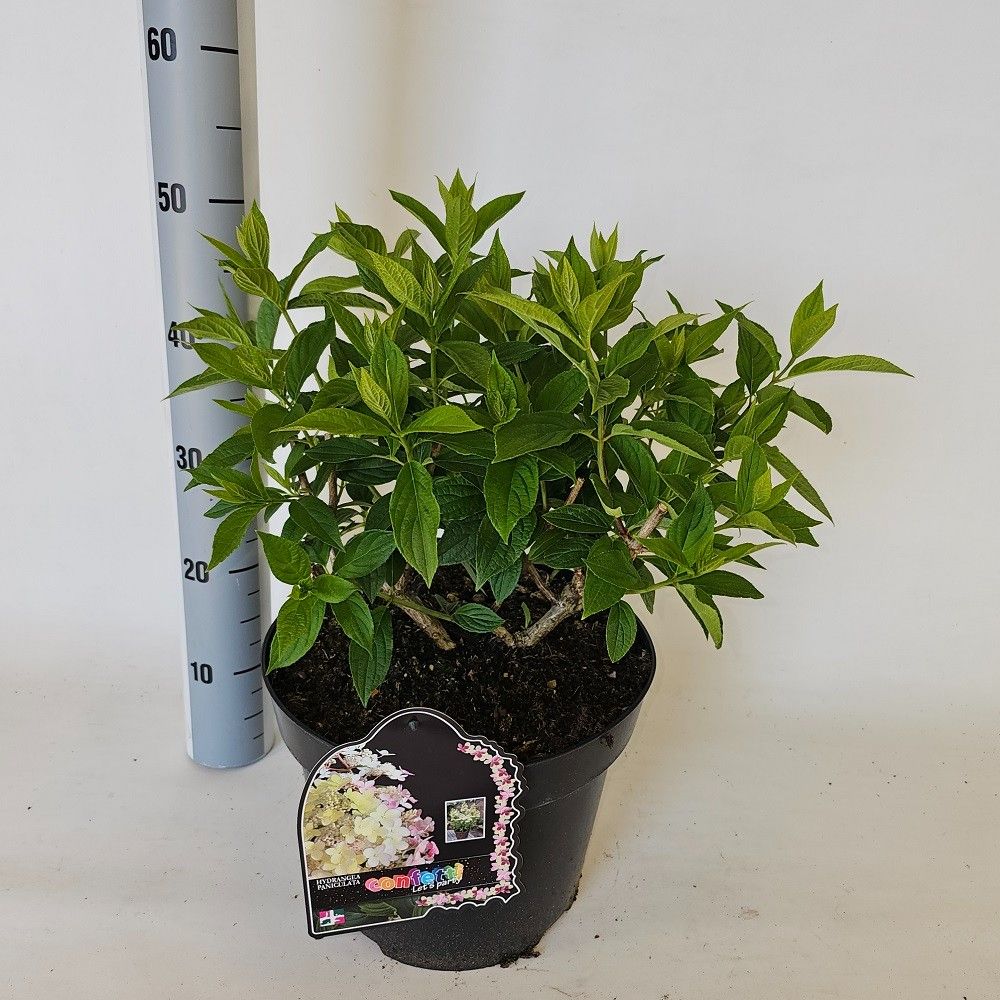 Hydrangea pan. Confetti 70cm 29cm Pot