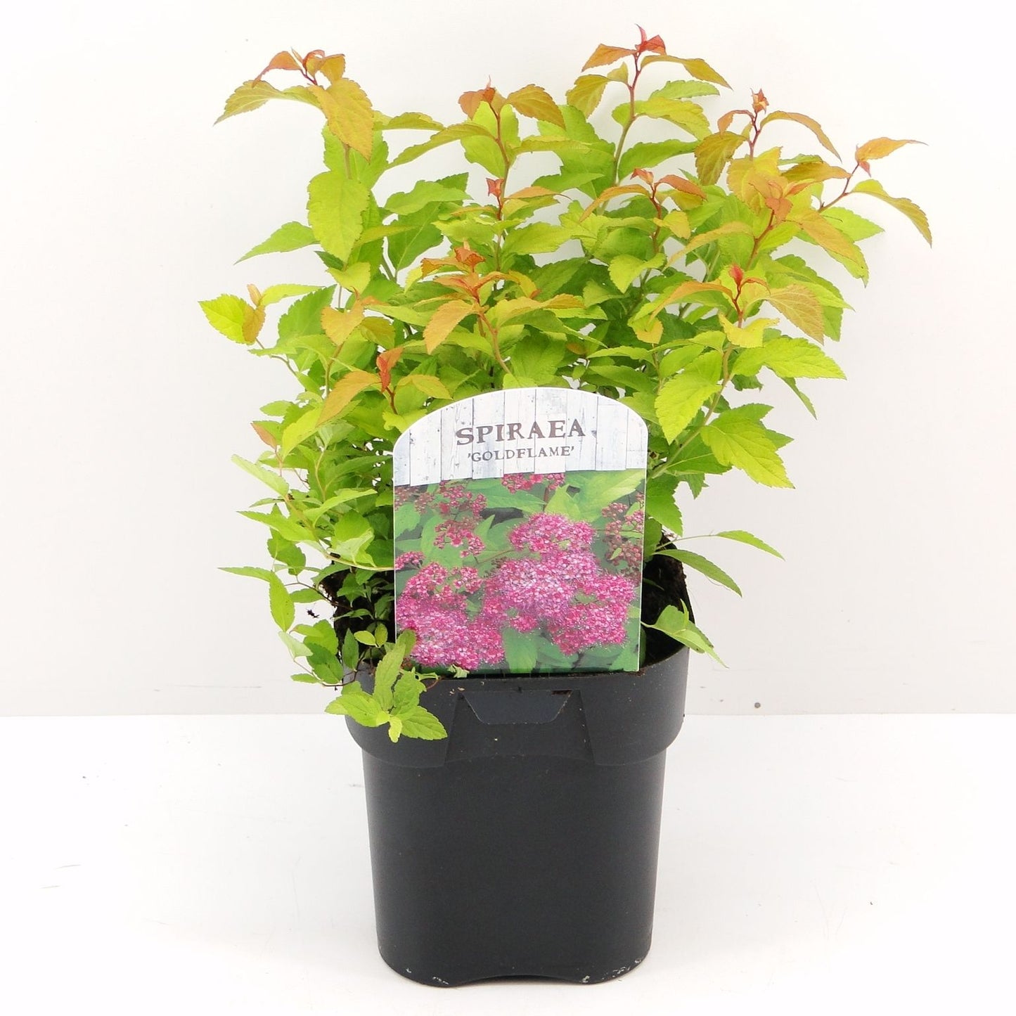 Spiraea japonica Goldflame 30cm 17cm Pot