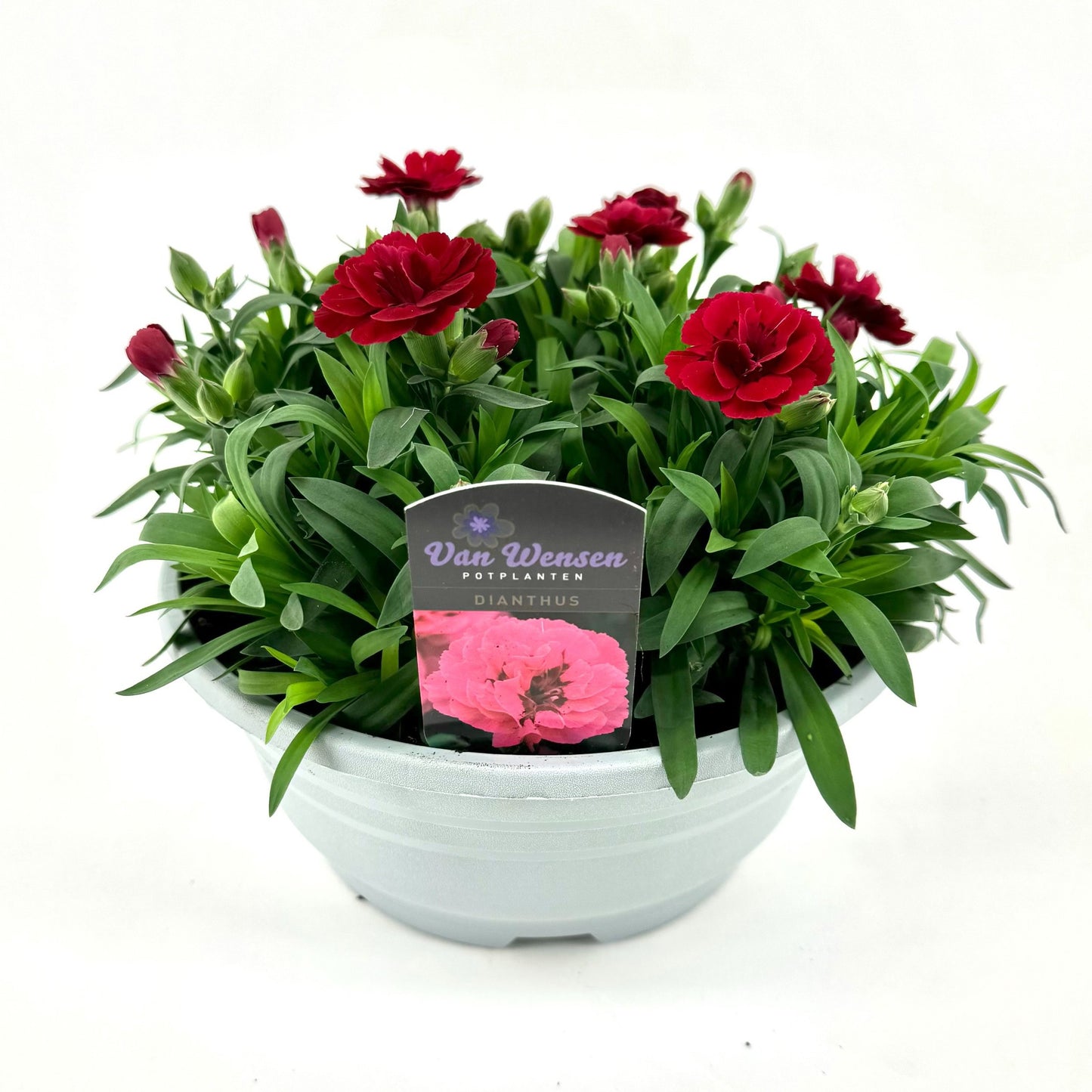 Dianthus Oscar Cherry 22cm 21cm Pot