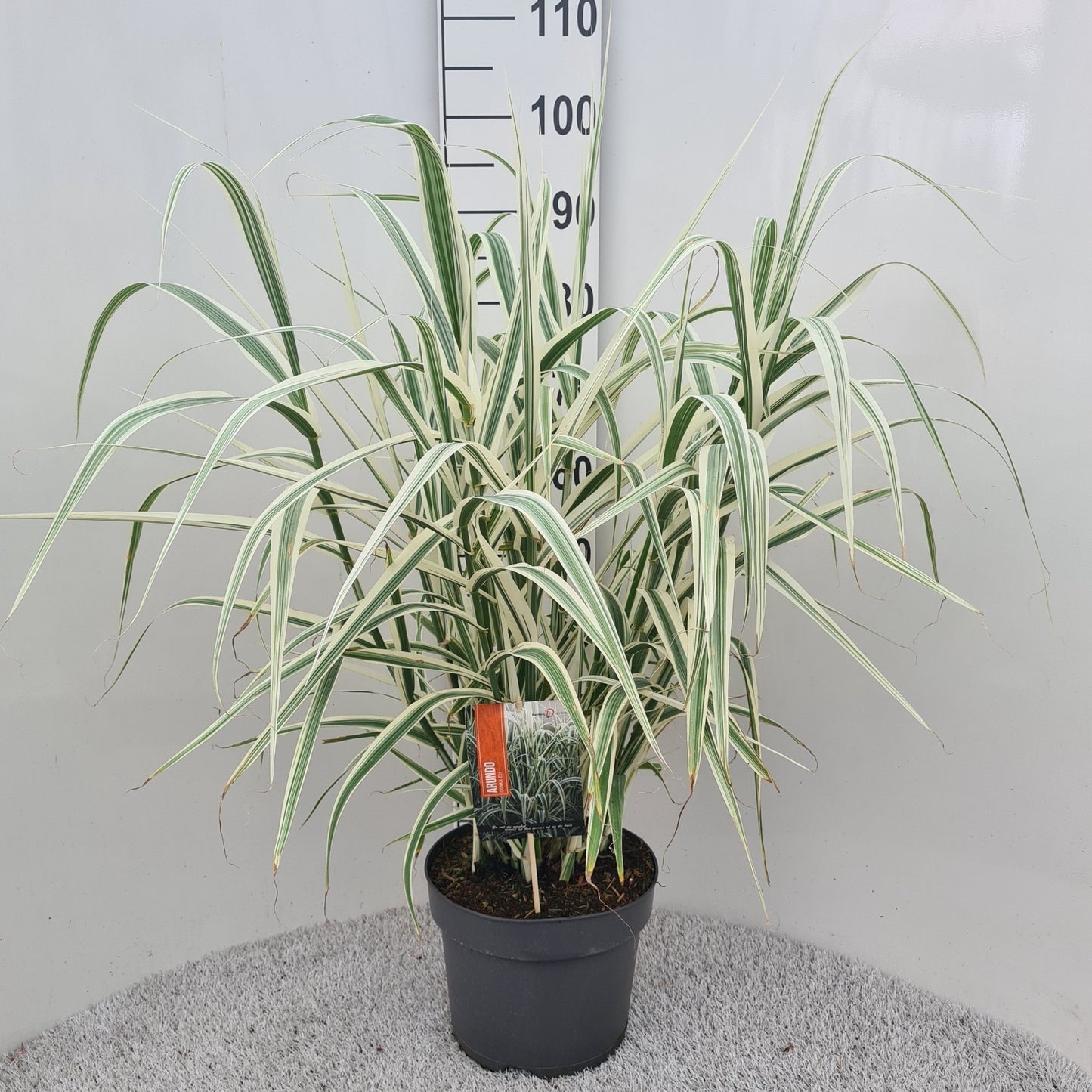 Arundo don. Versicolor 40cm 26cm Pot