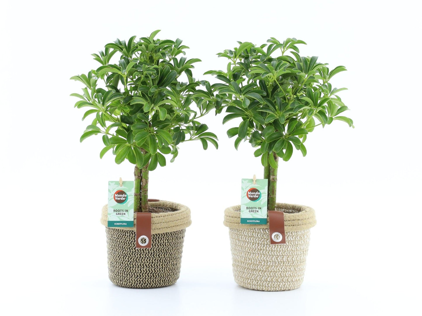 Schefflera arb. Luseana 40cm 12cm Pot