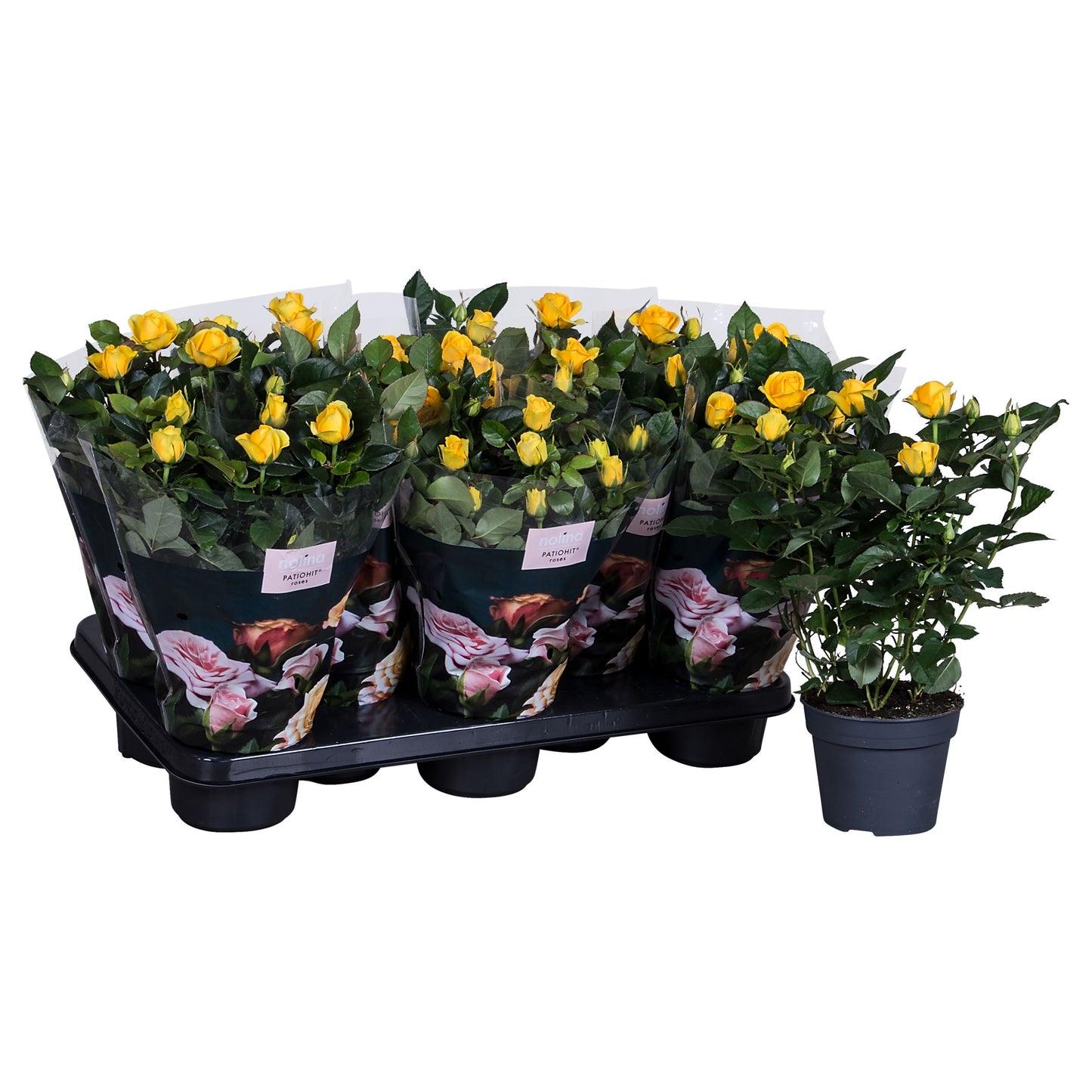 Rose Patiohit yellow 36cm 13cm Pot