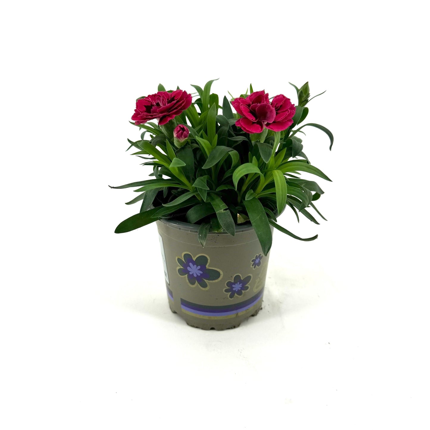Dianthus Oscar Purple Wings 22cm 11cm Pot