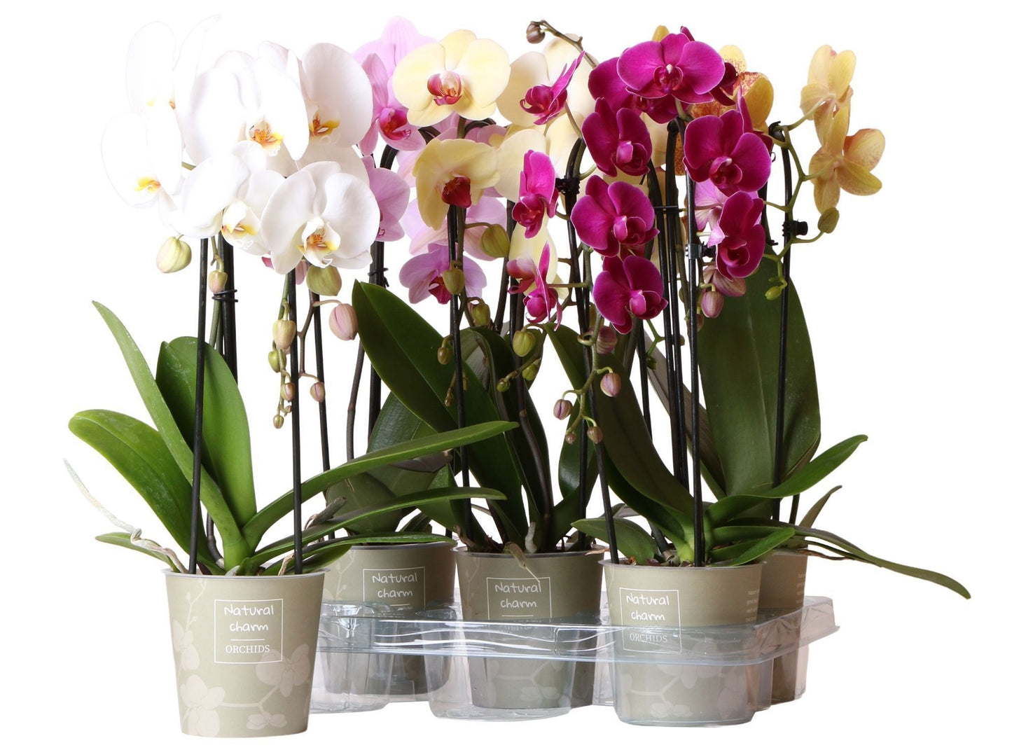 Phalaenopsis cascade mix 50cm 12cm Pot