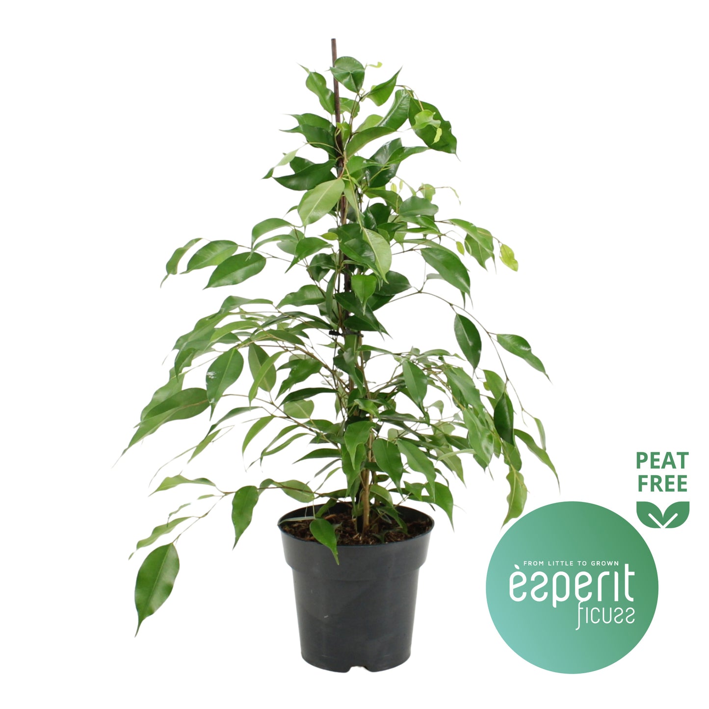 Ficus benj. Danita 70cm 17cm Pot