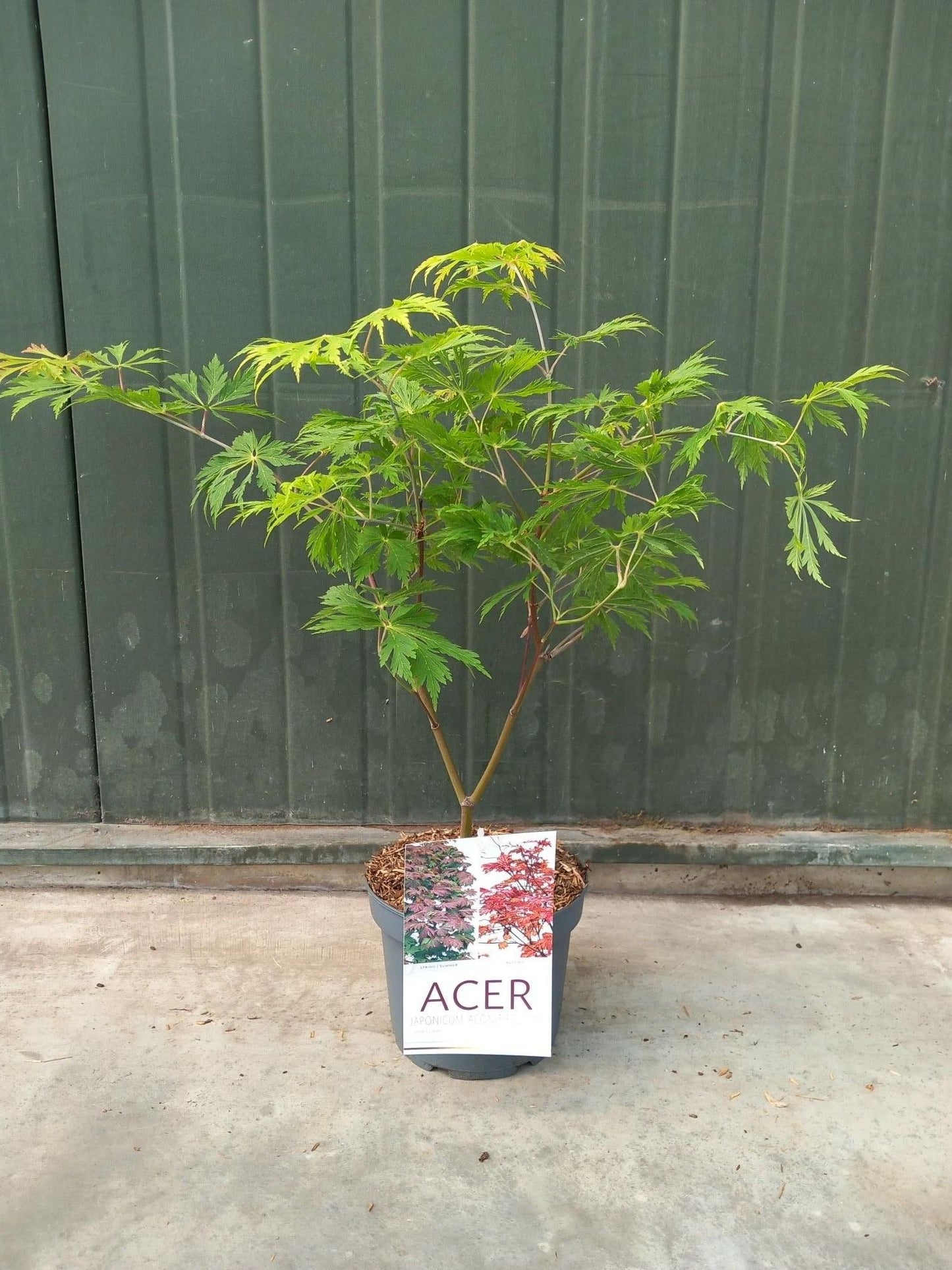 Acer jap. Aconitifolium 60cm 24cm Pot