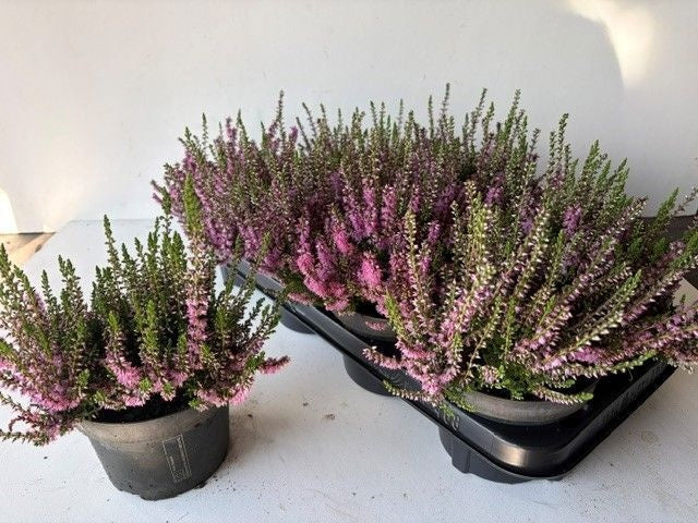 Calluna vulgaris 20cm 10cm Pot