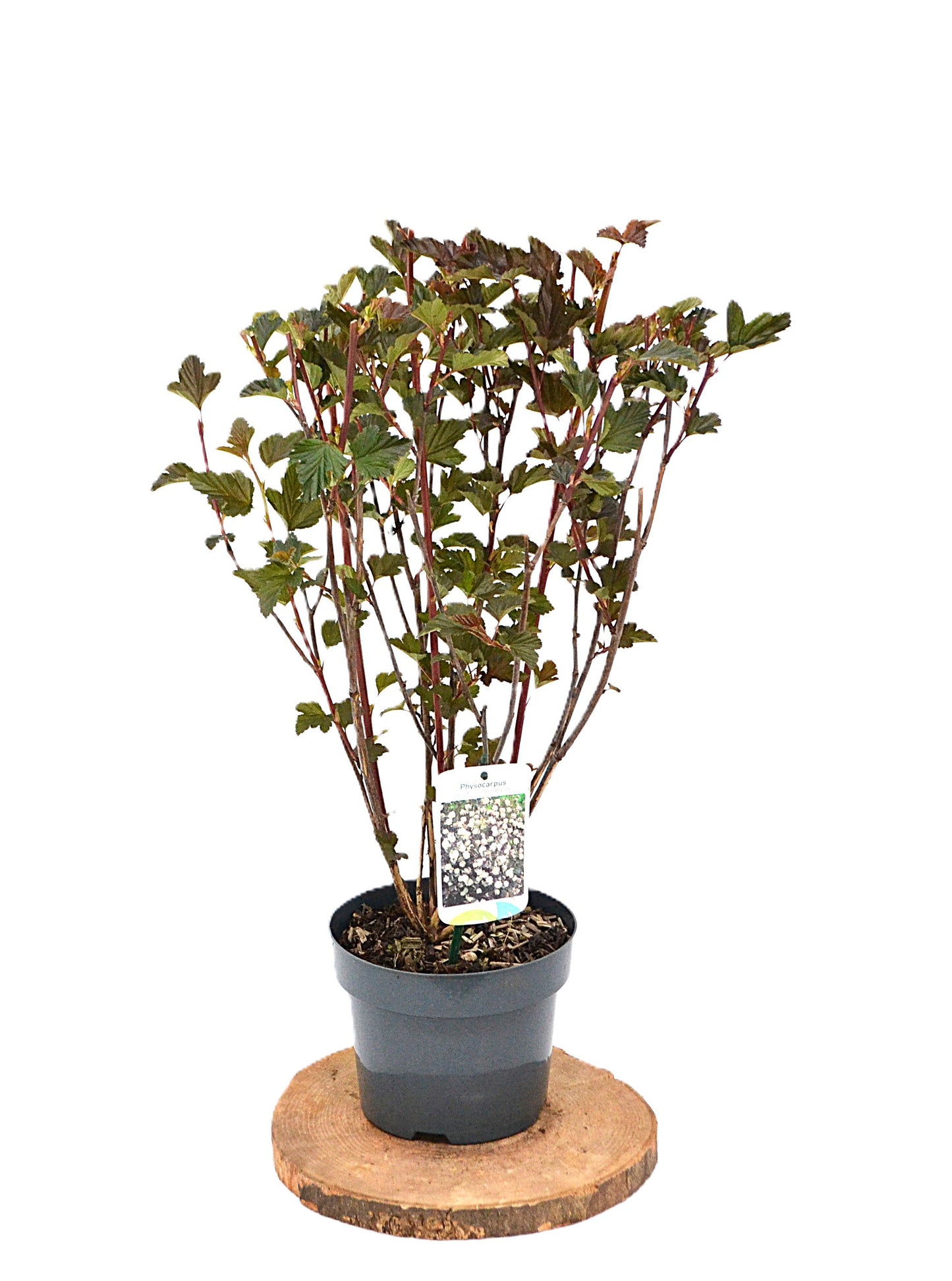 Physocarpus opulifolius 50cm 19cm Pot