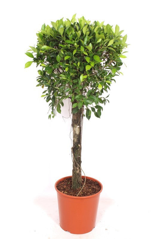 Ficus nitida standard 130cm 30cm Pot
