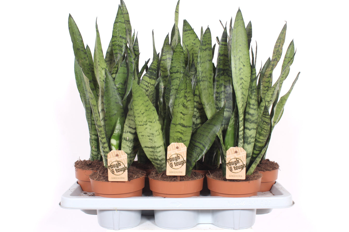 Sansevieria Zeylanica 50cm 14cm Pot