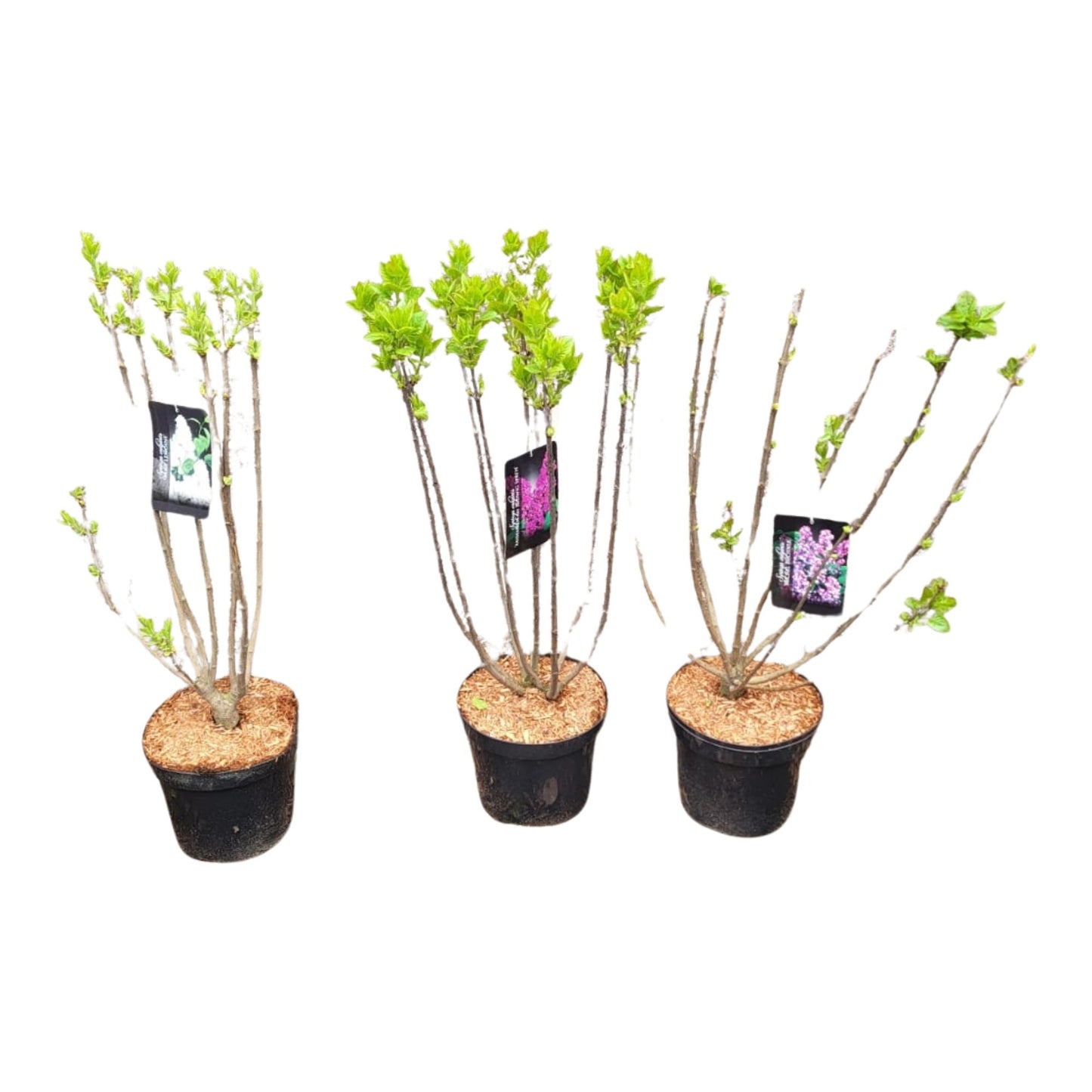 Syringa vulgaris 110cm 26cm Pot