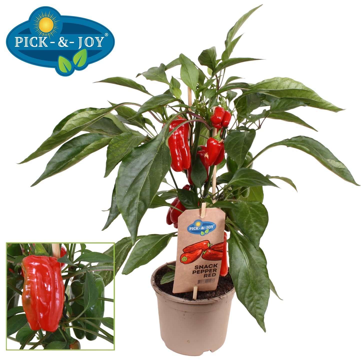 PICK&JOY Snack Pepper red 40cm 14cm Pot