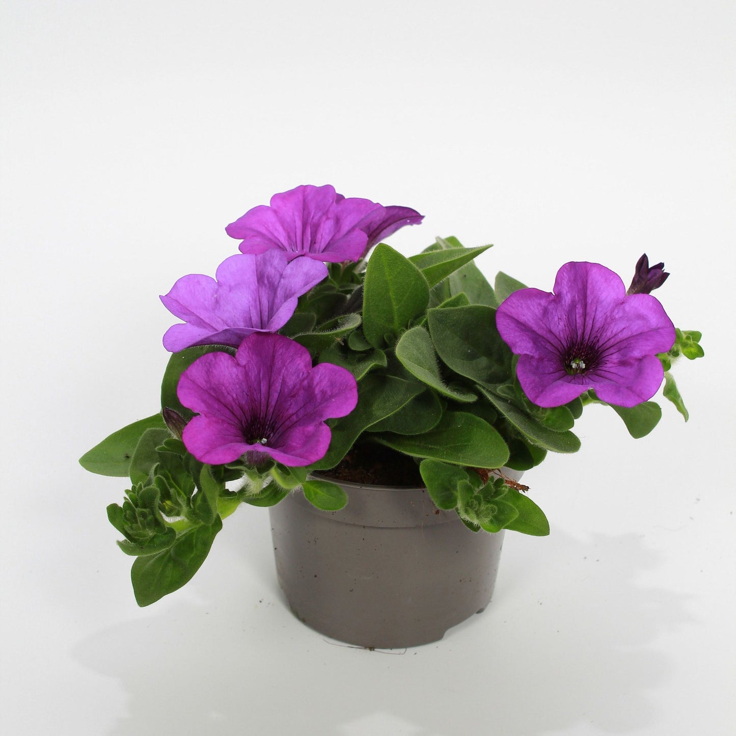 Petunia Blue Surfinia 22cm 510cm Pot