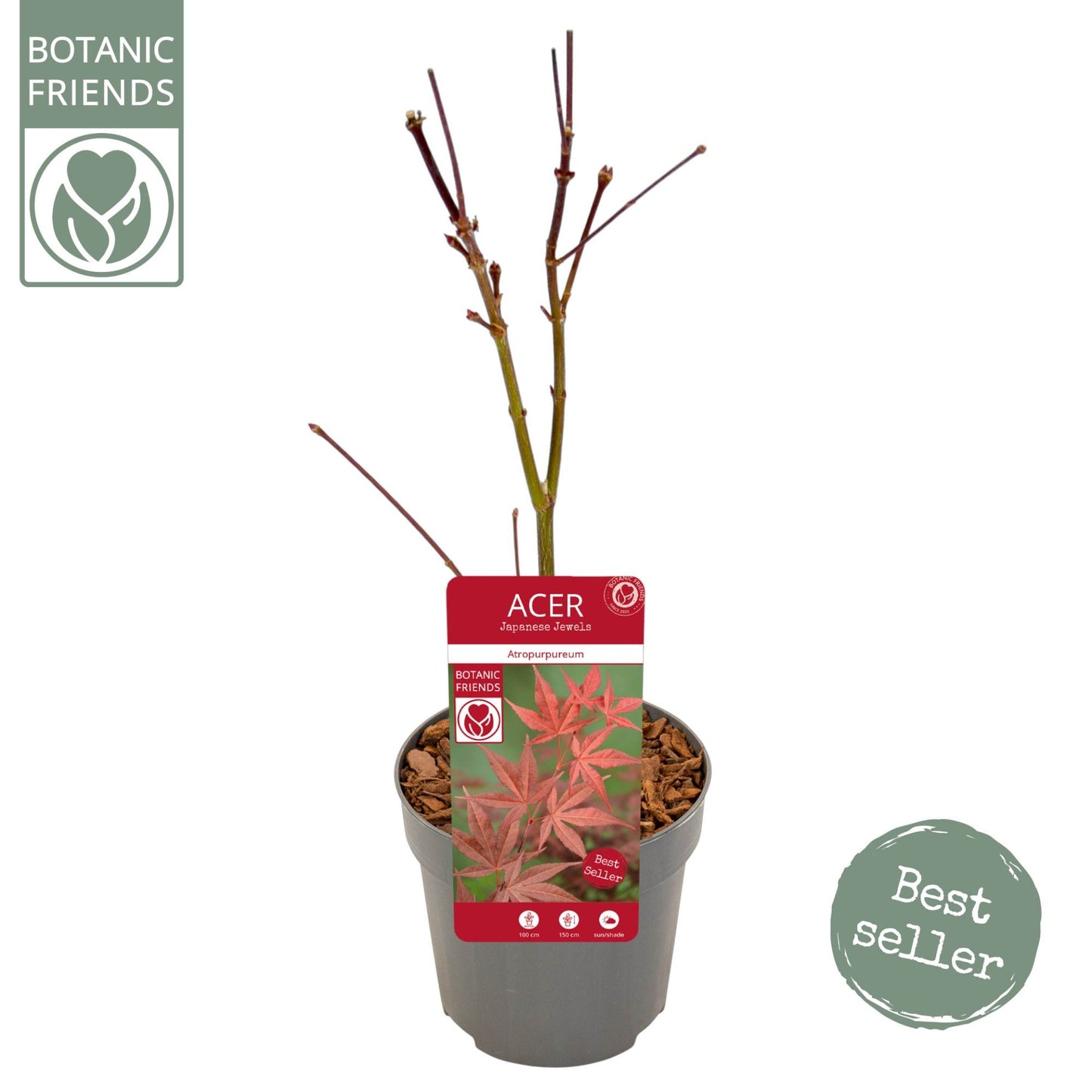 Acer palm. Atropurpureum 40cm 10cm Pot