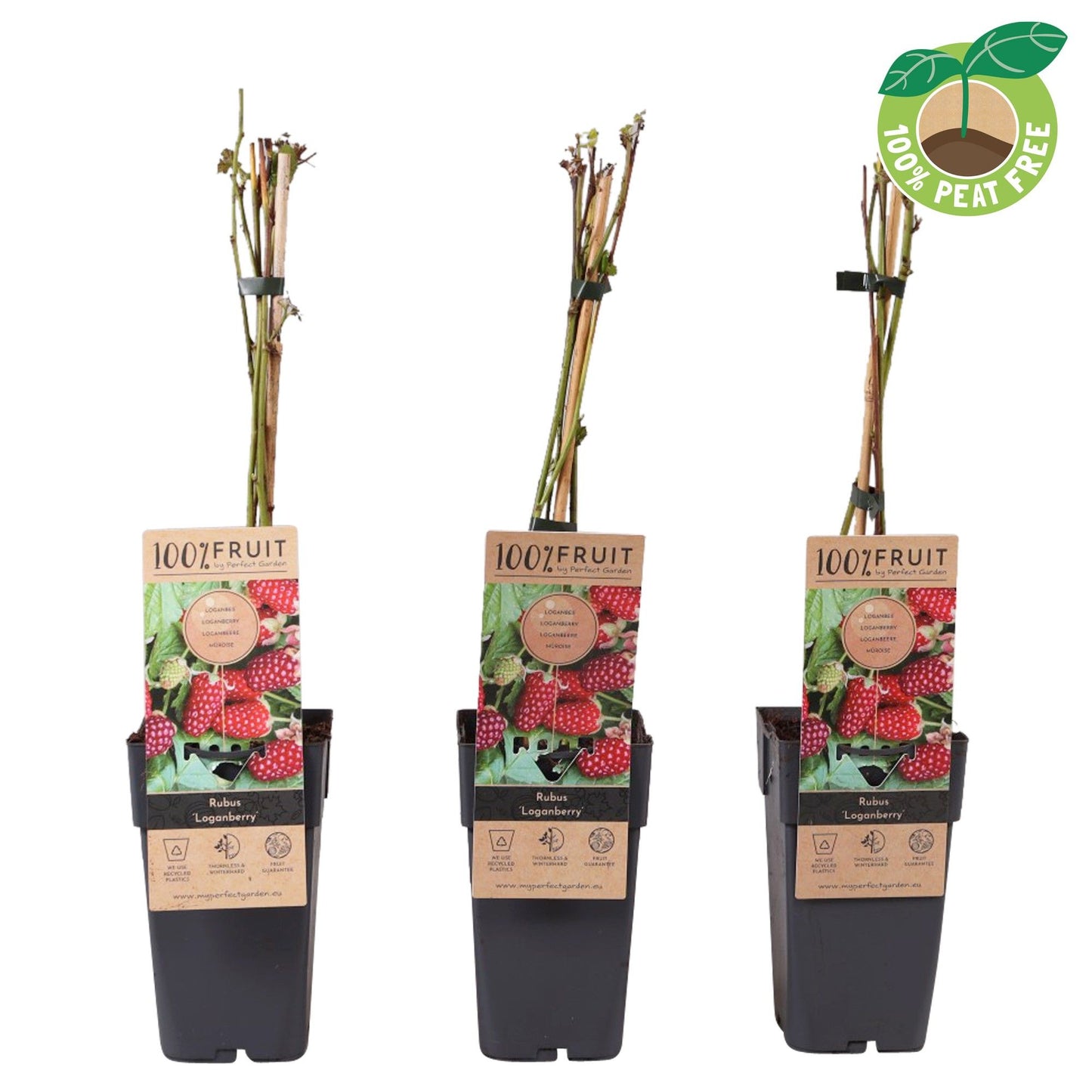 Rubus Loganberry (Raspberry x Blackberry hybrid) 50cm 15cm Pot
