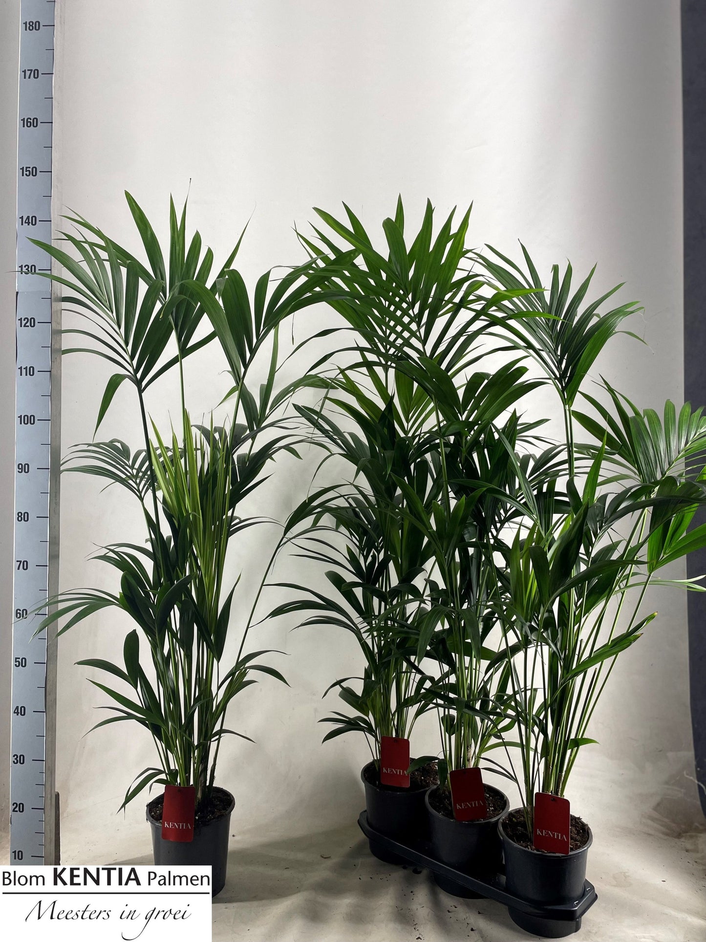 Howea forsteriana 140cm 19cm Pot
