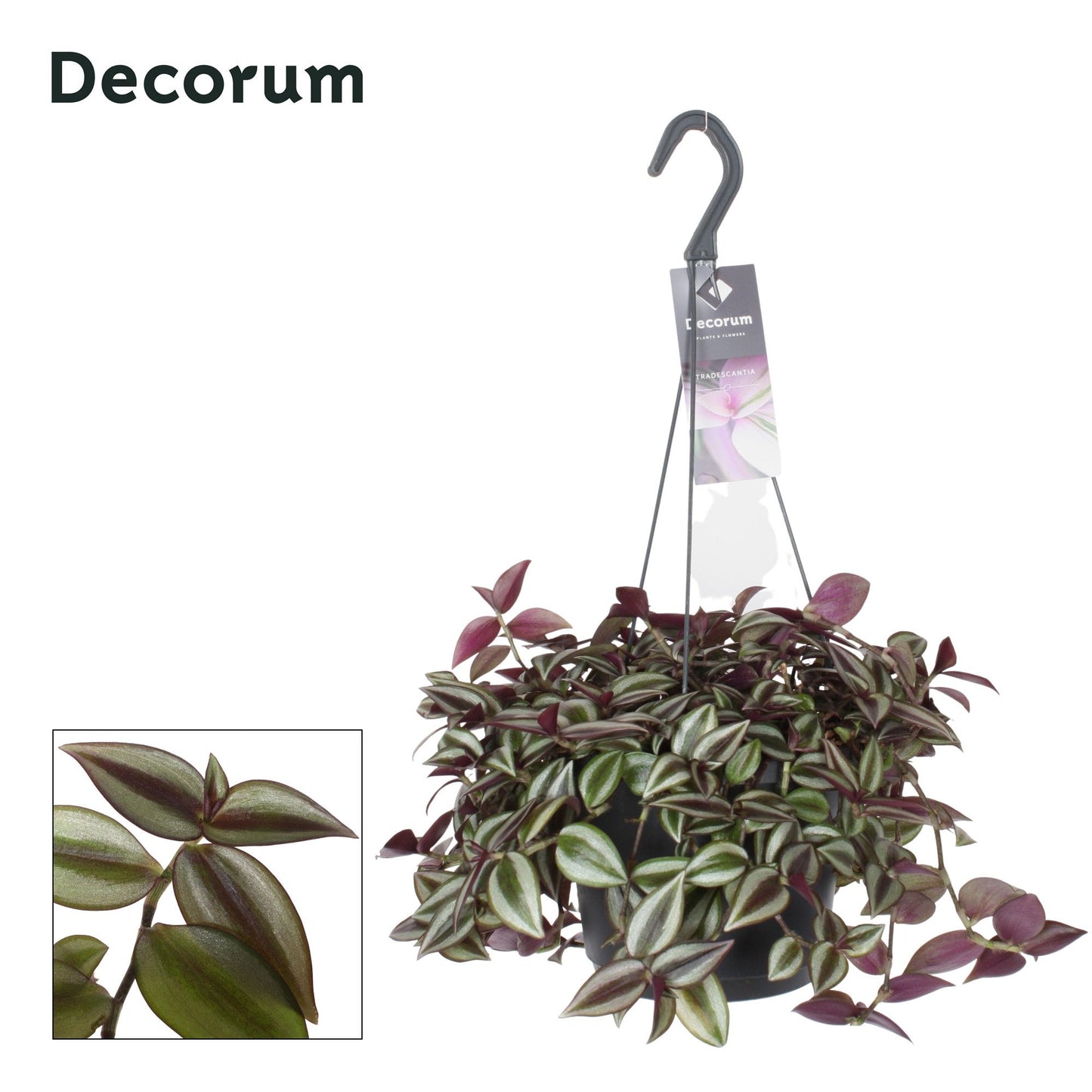 Tradescantia Purpusii 35cm 17cm Pot