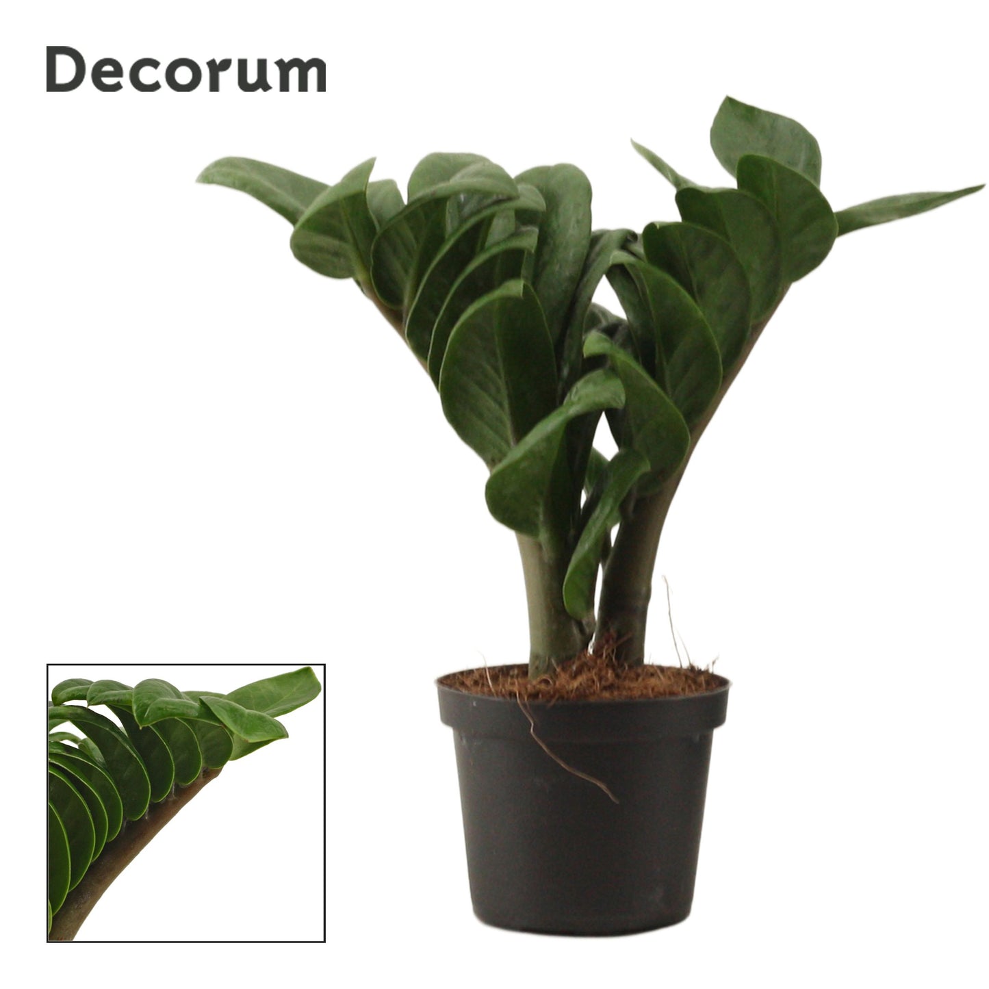 Zamioculcas Zenzi 25cm 9cm Pot