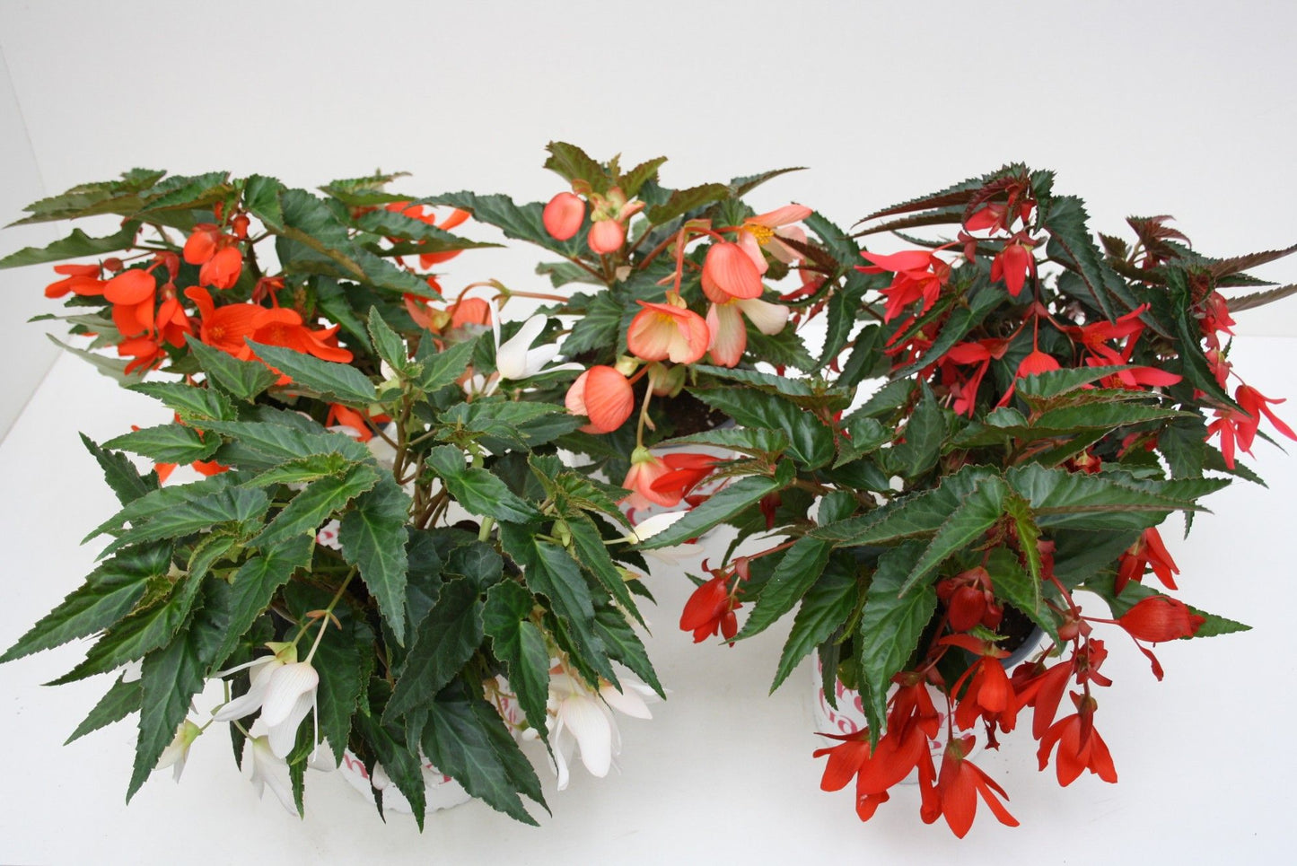 Begonia Waterfall Dreams mix 38cm 15cm Pot