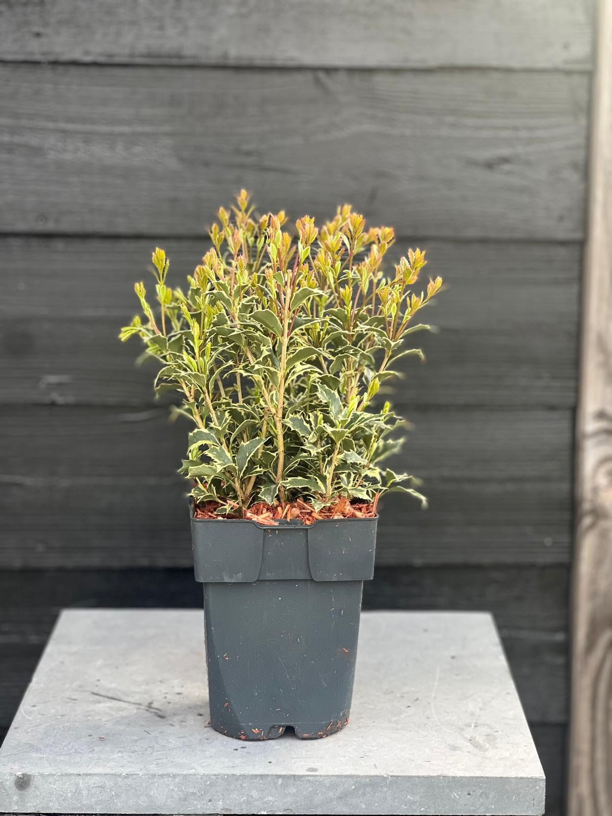 Osmanthus het. Variegatus 50cm 17cm Pot