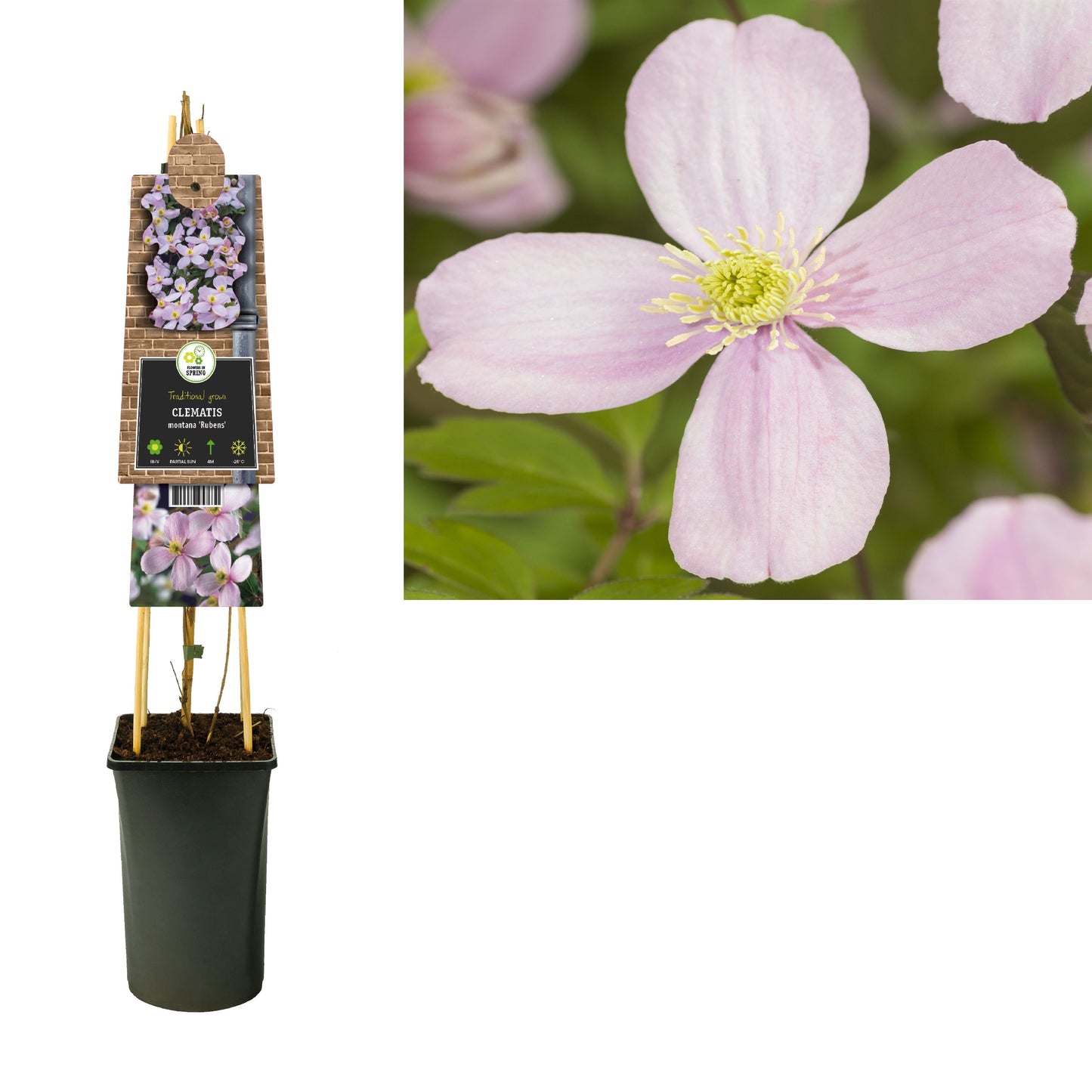 Clematis montana Rubens 75cm 17cm Pot
