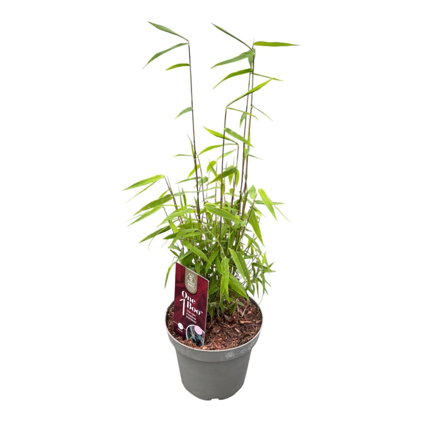 Fargesia Jiuzhaigou 1 20cm 14cm Pot
