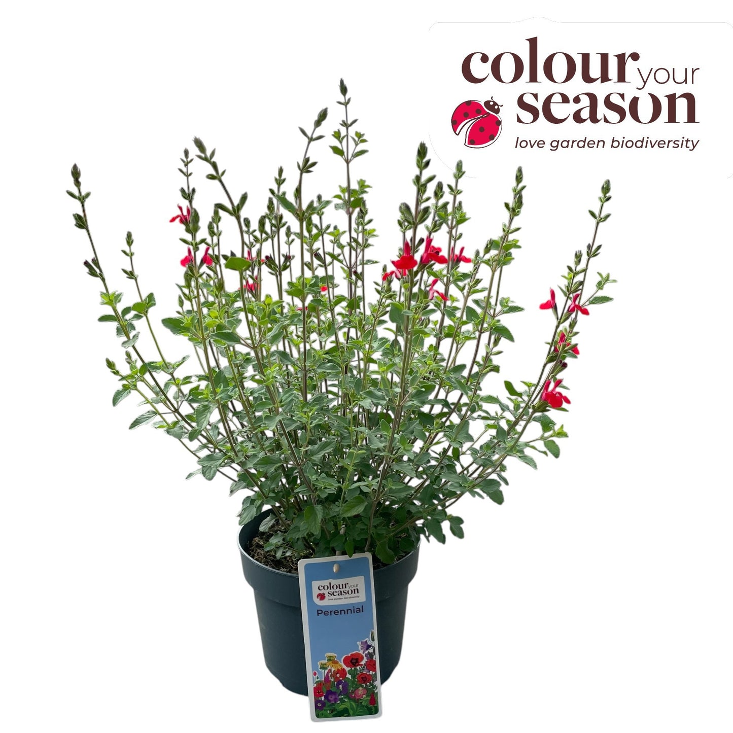Salvia mic. Pink Lips 35cm 19cm Pot
