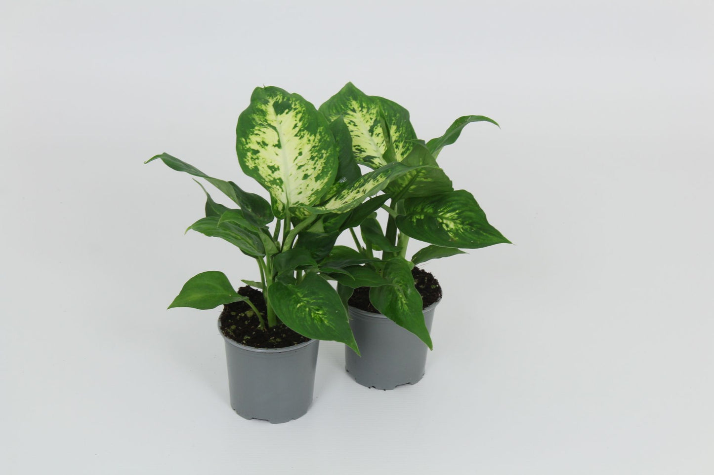 Dieffenbachia Compacta 28cm Special Pot (508)