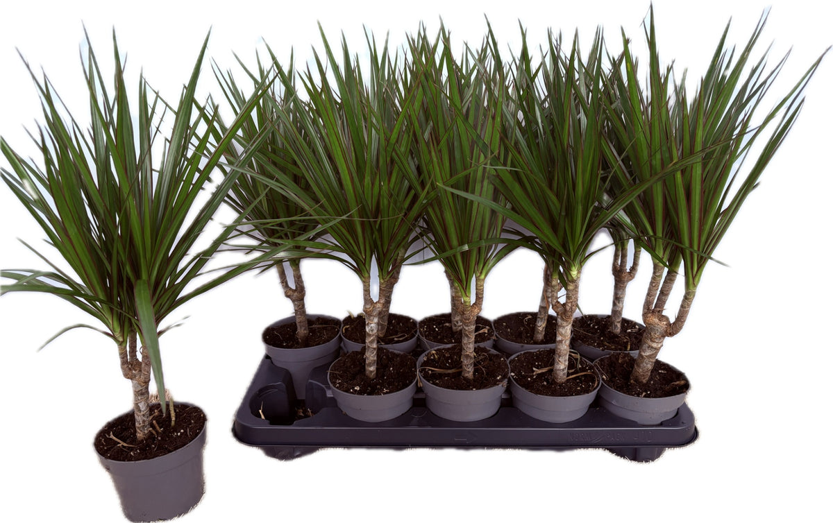 Dracaena marginata 35cm 12cm Pot