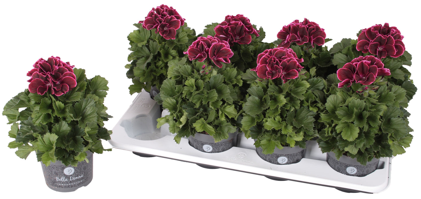 Pelargonium gr. Bella Donna bordeaux 28cm 12cm Pot