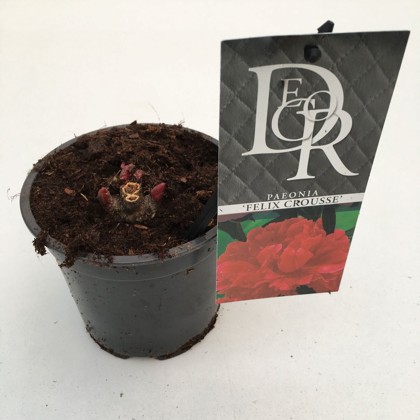 Paeonia mix 5cm 12cm Pot
