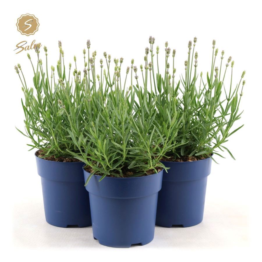 Lavandula Felice Light Pink 25cm 15cm Pot