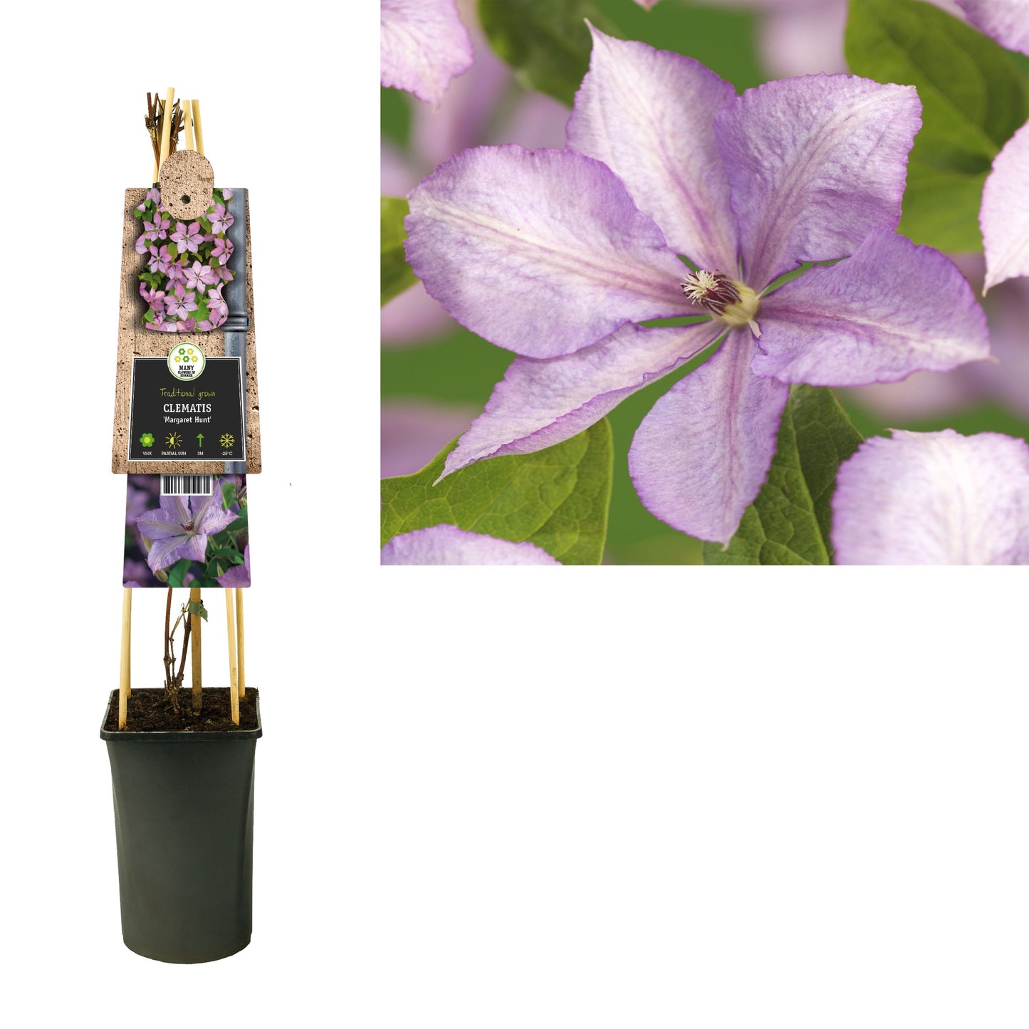Clematis Margaret Hunt 75cm 17cm Pot