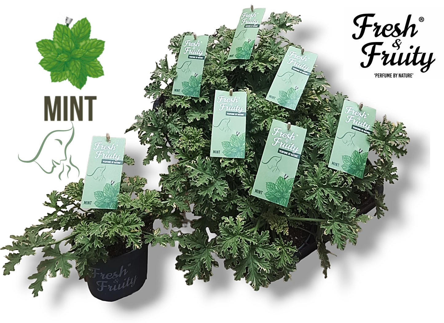 Pel. Fresh&Fruity Mint Fresh 20cm 12cm Pot