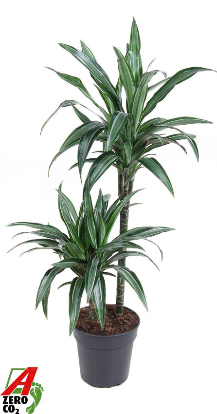 Dracaena frag Ulises 90cm 19cm Pot