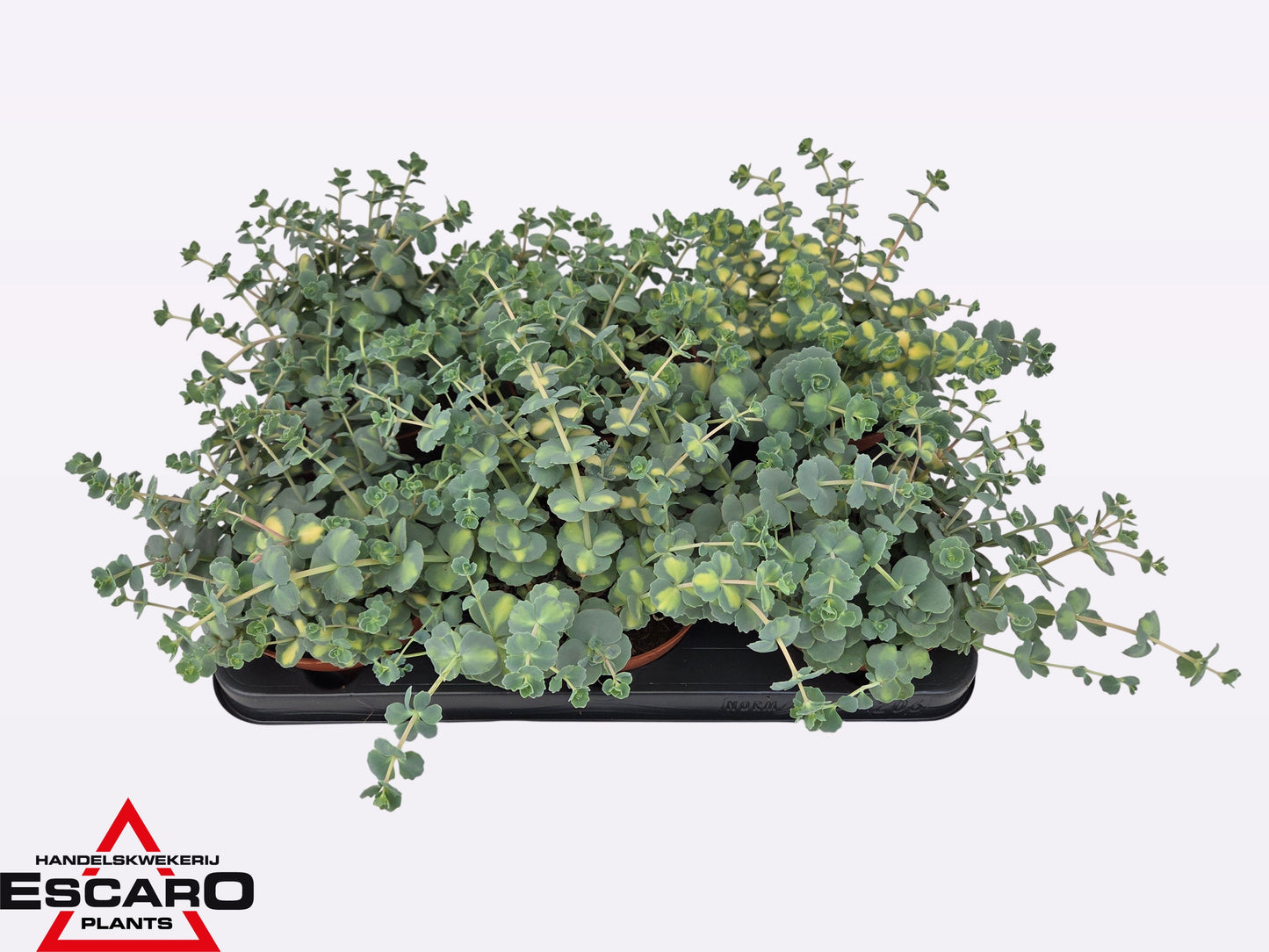 Sedum sieboldii Mediovariegatum 18cm 12cm Pot