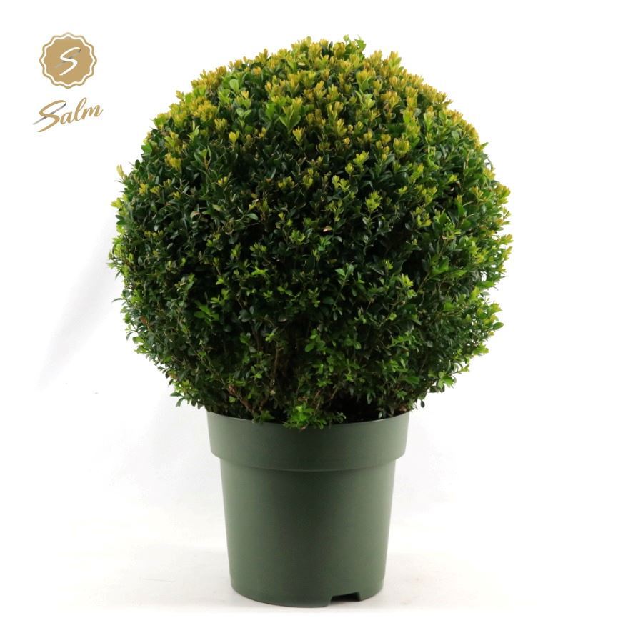 Buxus sempervirens ball 53cm 27cm Pot