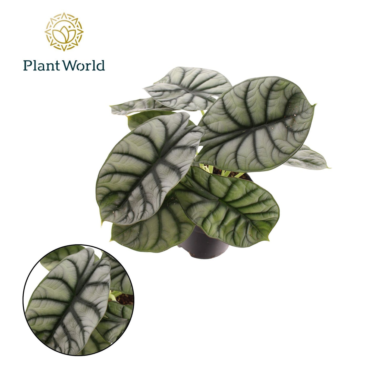 Alocasia Nebula Silver 25cm 14cm Pot
