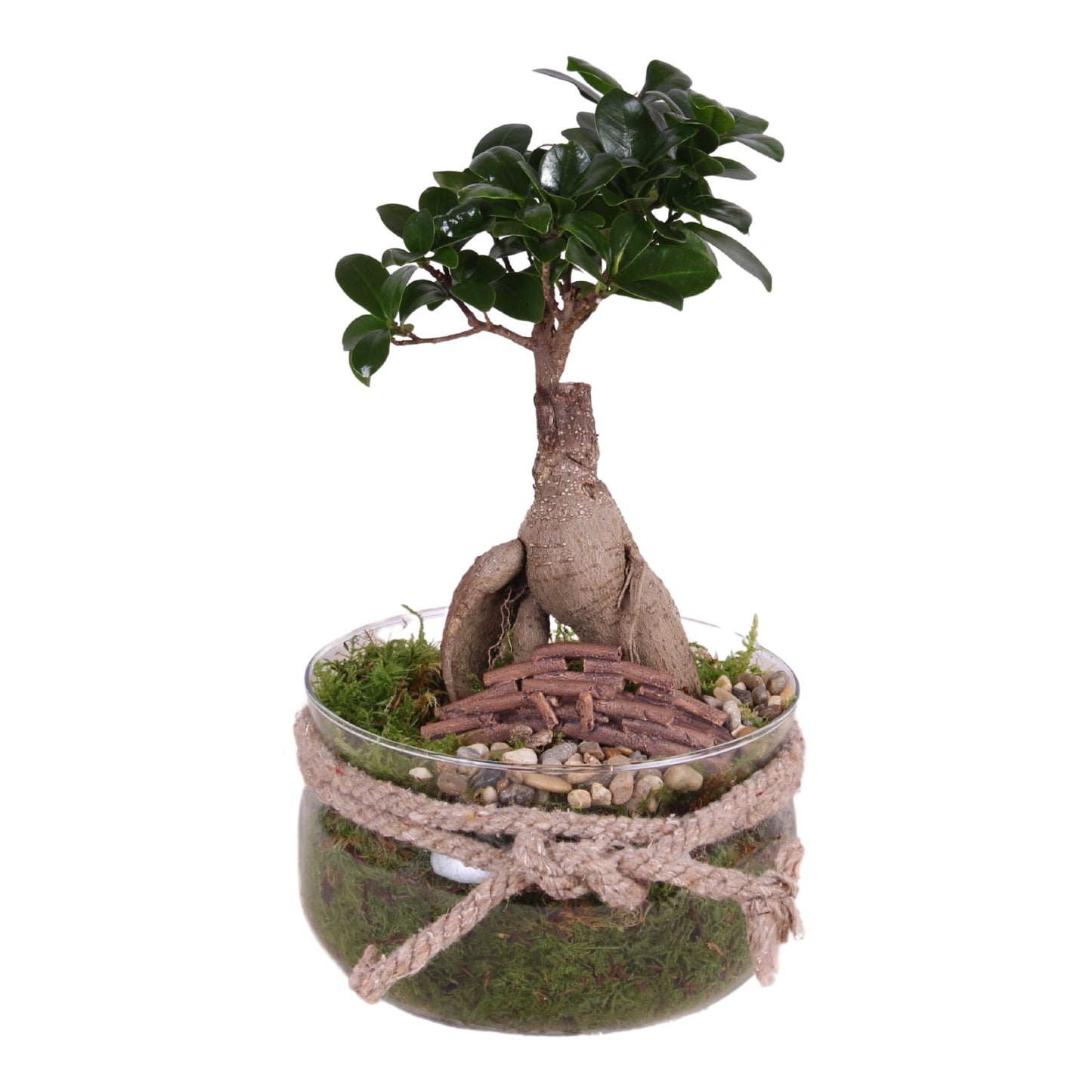 Ficus Ginseng glass arrangement 30cm 16cm Pot