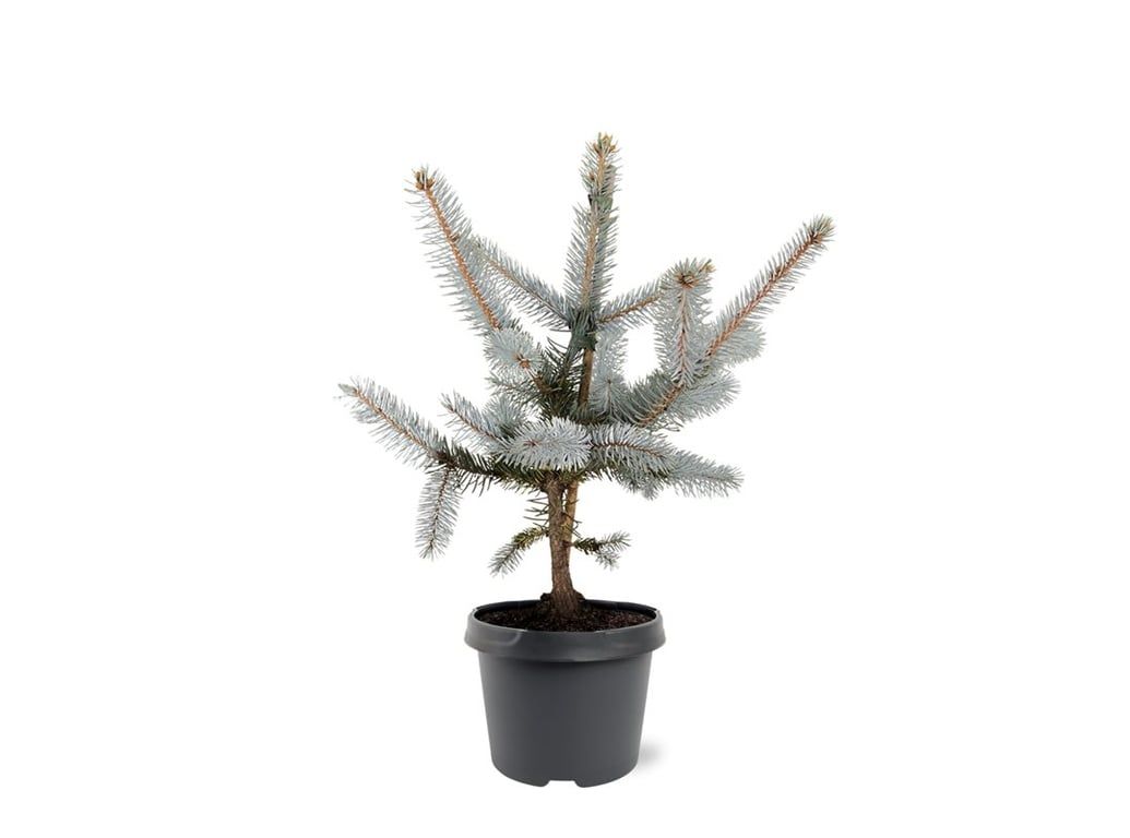 Picea pun. Hoopsii 35cm 19cm Pot