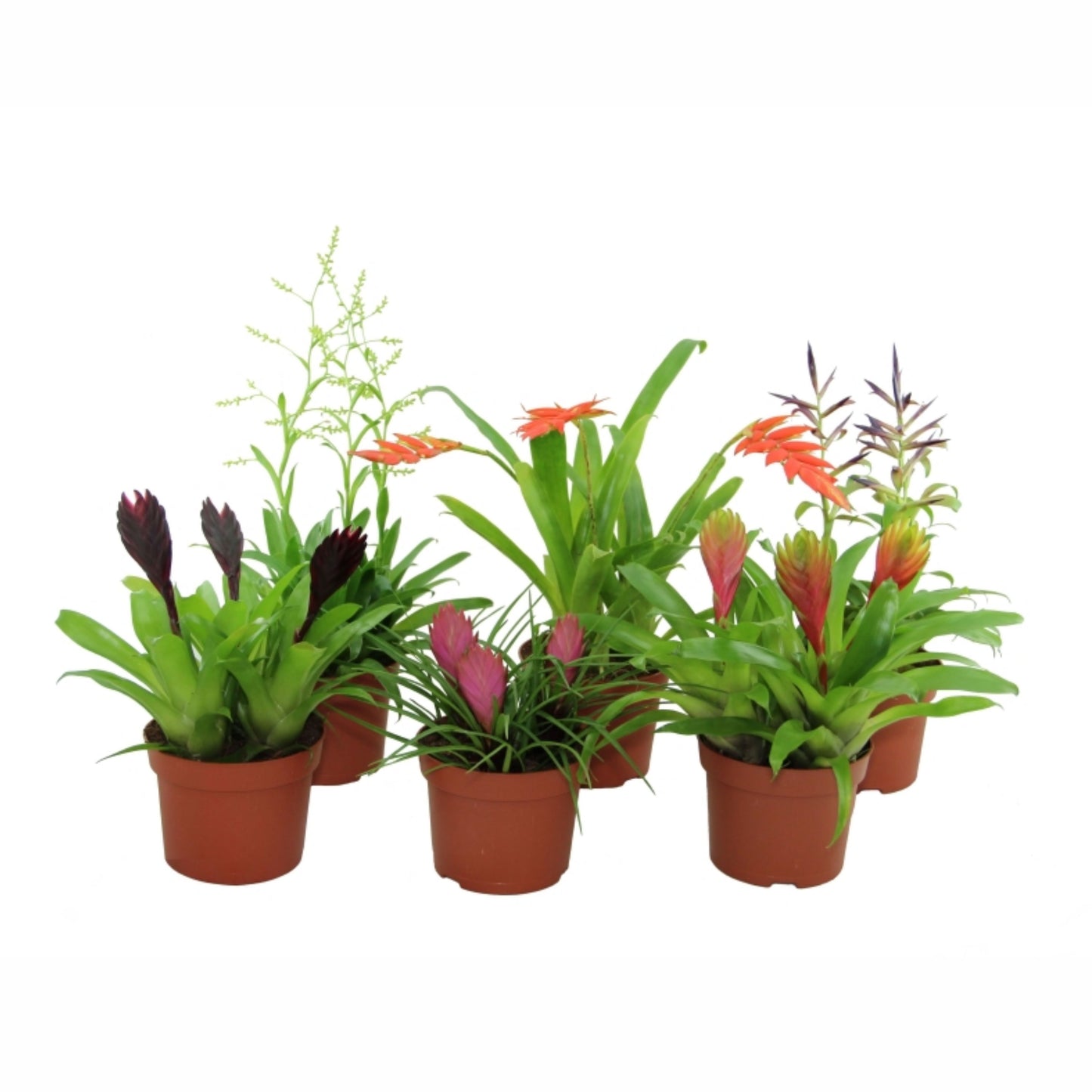 Bromelia mix Elegance 30cm 12cm Pot