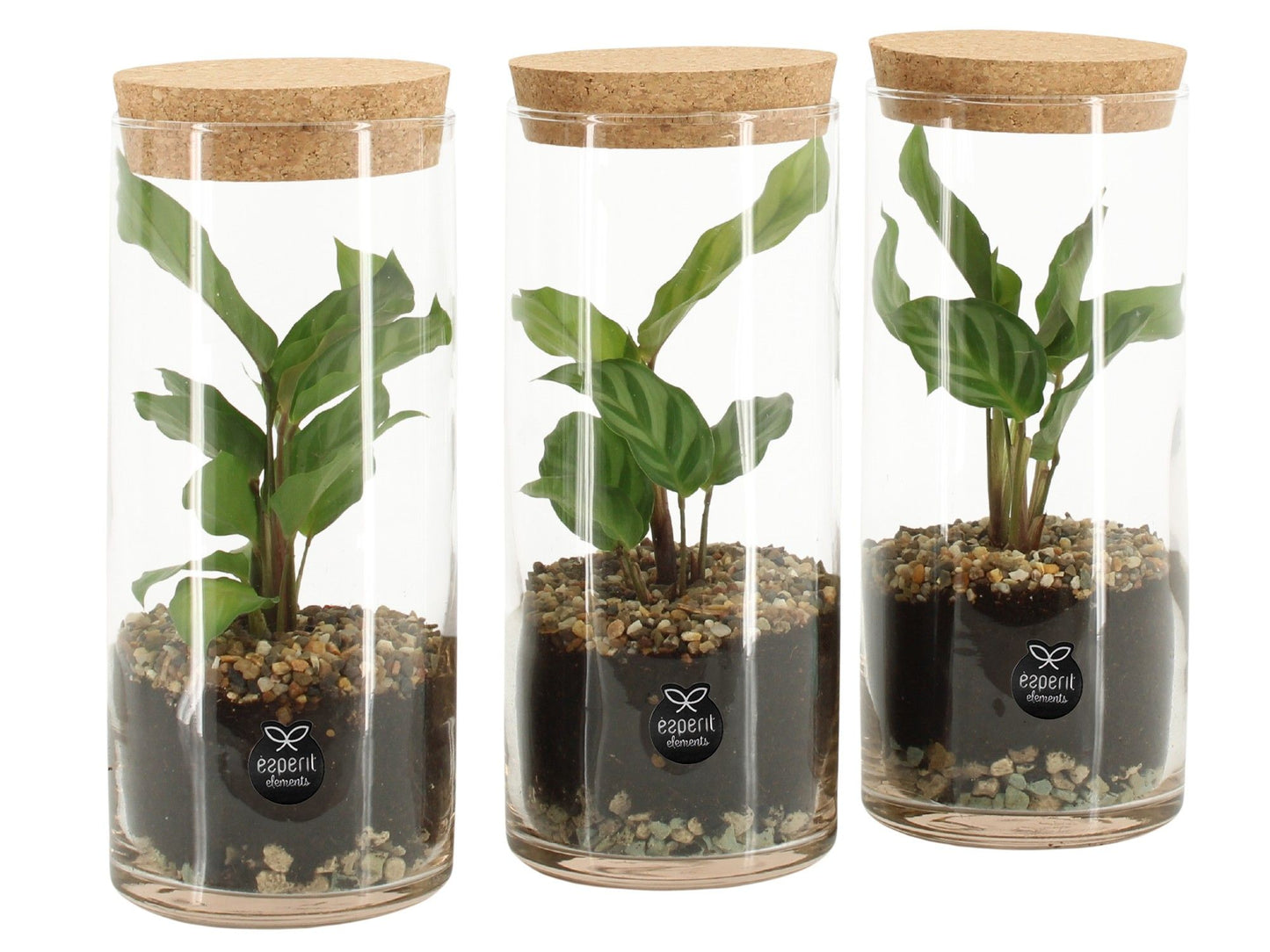 Glass Terrarium 20cm 9cm Pot