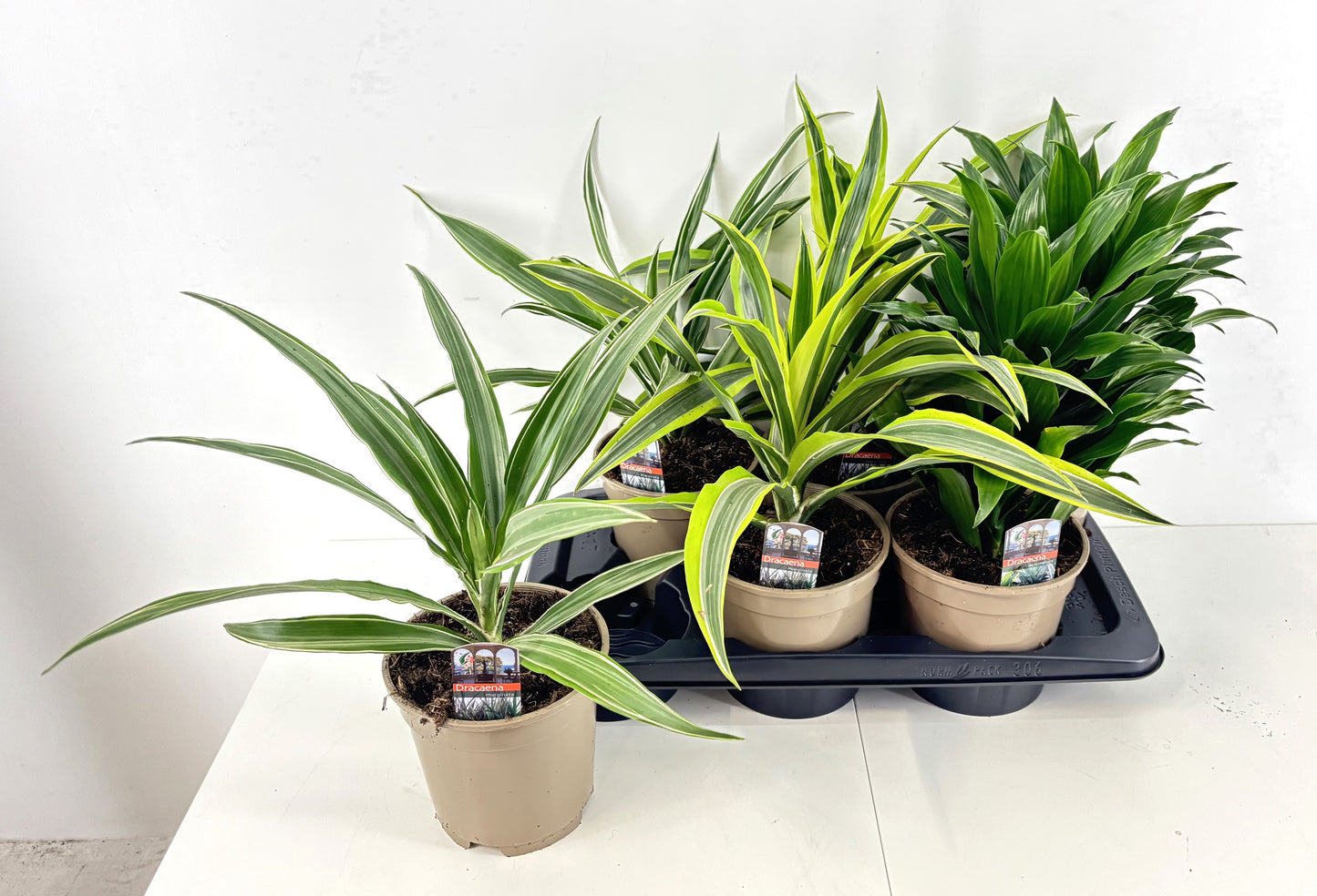 Dracaena fragrans Deremensis mix 45cm 17cm Pot