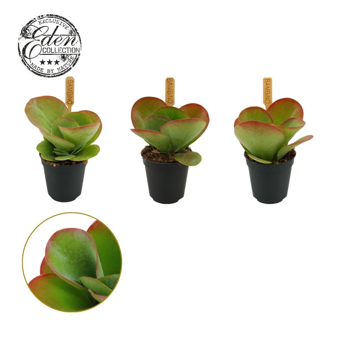 Kalanchoe thyrsiflora 10cm 505cm Pot