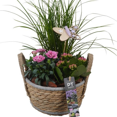 PTPP6939 Arrangementen Perkplanten 40cm 19cm Pot