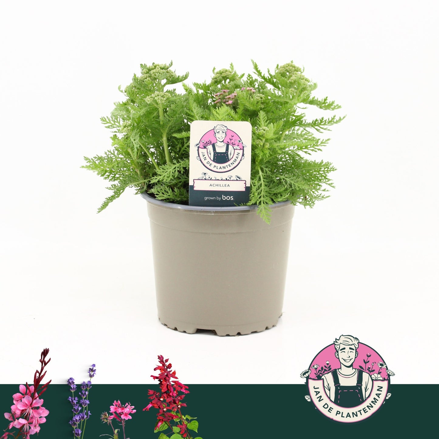 Achillea mil. Milly Rock Pink 35cm 17cm Pot