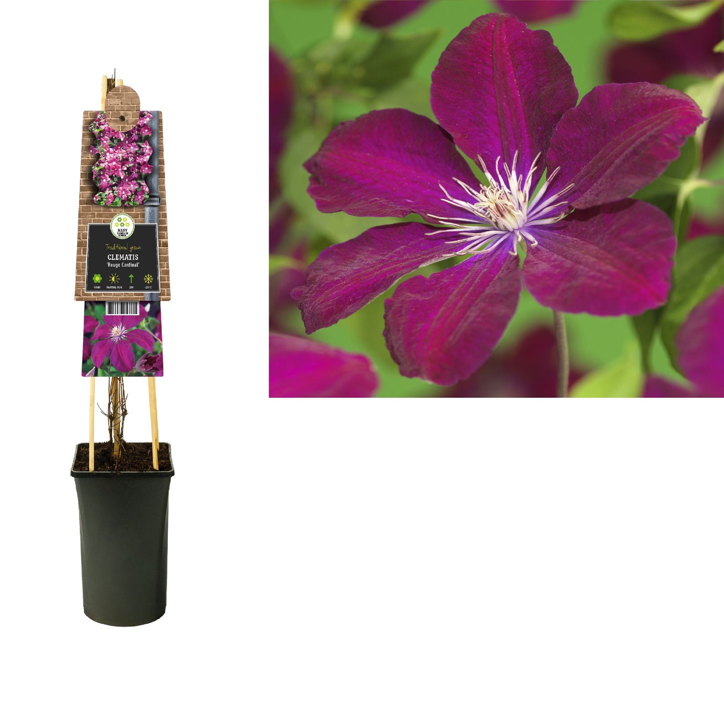 Clematis jac. Rouge Cardinal 75cm 17cm Pot