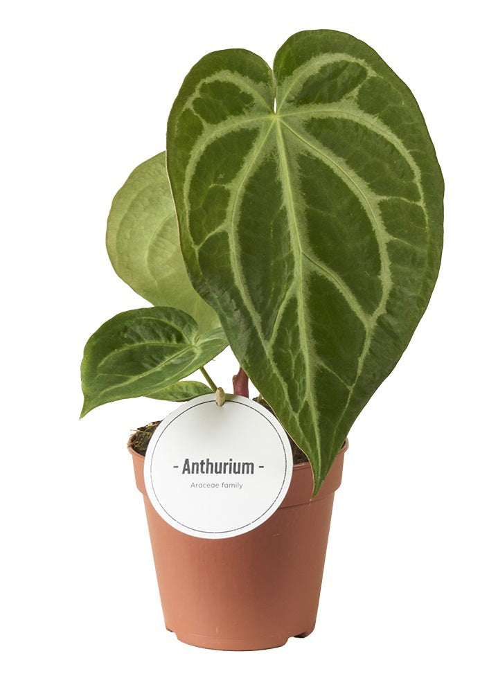 Anthurium Magnificum 35cm 12cm Pot