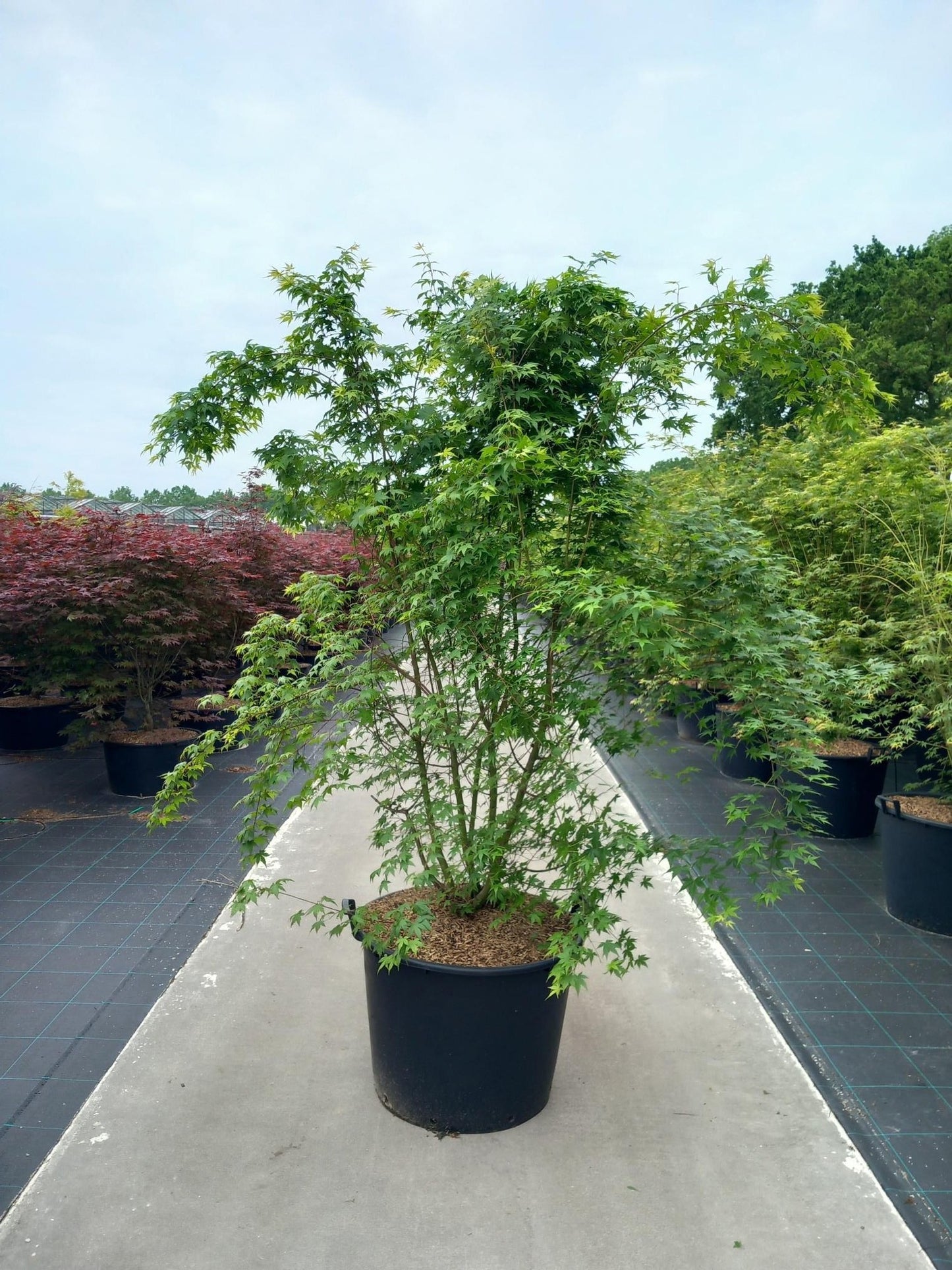 Acer palmatum 220cm 130cm Pot